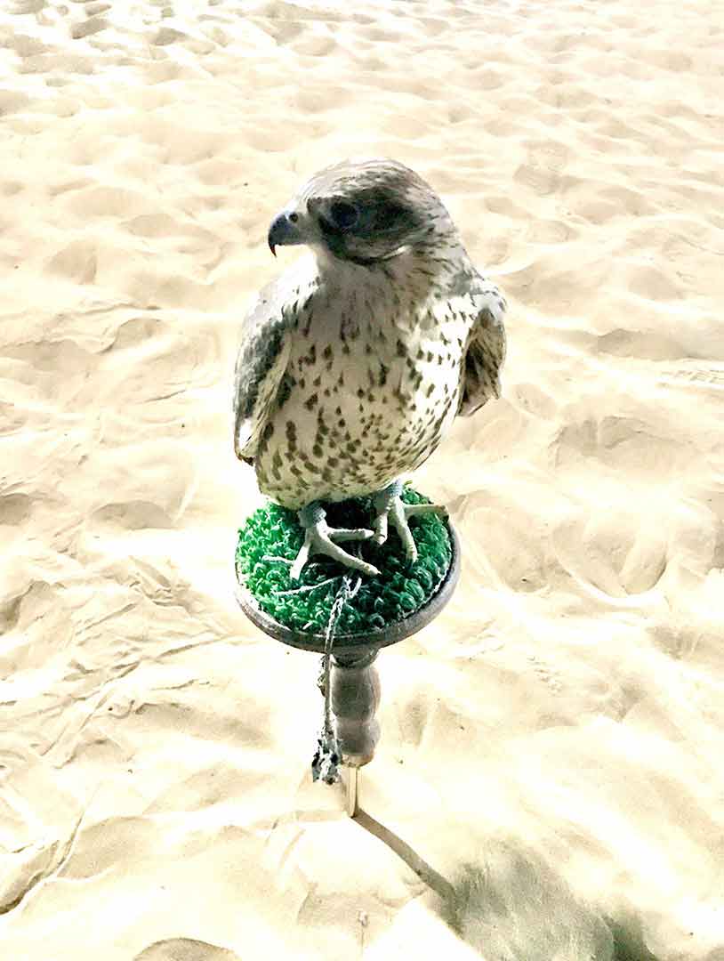 bird